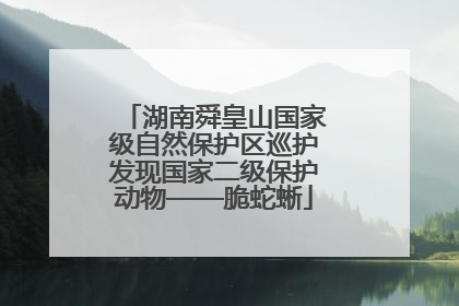 湖南舜皇山国家级自然保护区巡护发现国家二级保护动物——脆蛇蜥